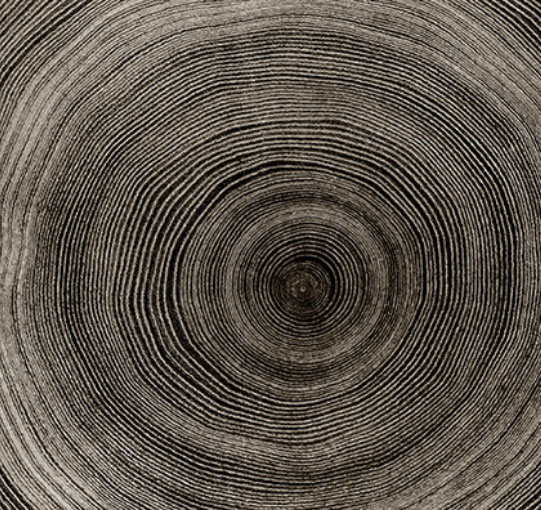 vita del legno