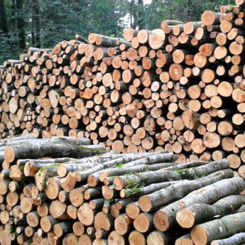 legno da tagliare